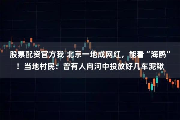 股票配资官方我 北京一地成网红，能看“海鸥”！当地村民：曾有人向河中投放好几车泥鳅